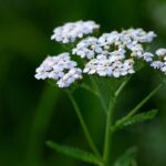Krwawnik – apteka w jednej roślinie.  Od mitologii do współczesnej fitoterapii.